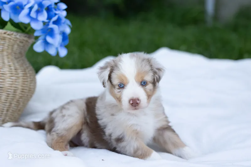 Tucker – Australian Shepherd puppy for sale in Mountain Lake, MN