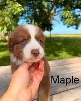 Maple , a female Australian Shepherd for sale in Mountain Lake, MN – 3 of 5