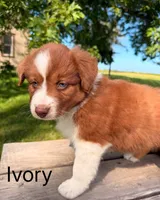 Ivory, a female Australian Shepherd for sale in Mountain Lake, MN – 4 of 5