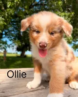 Ollie , a male Australian Shepherd for sale in Mountain Lake, MN – 3 of 5