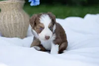 Dottie, a female Australian Shepherd for sale in Mountain Lake, MN – 2 of 2