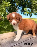Ivory, a female Australian Shepherd for sale in Mountain Lake, MN – 3 of 5