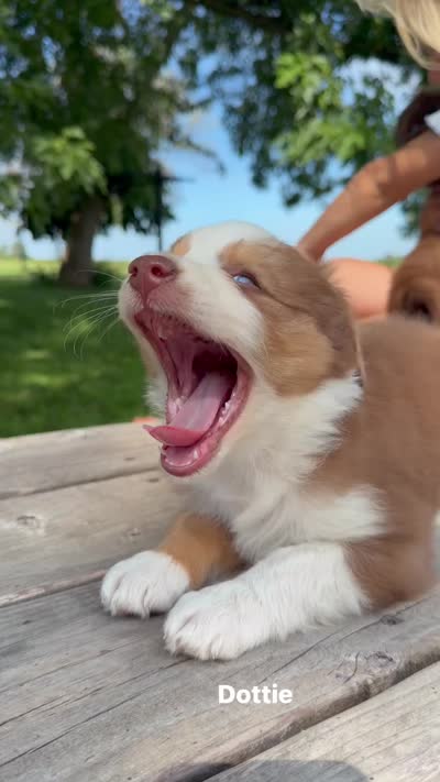 Dottie, a female Australian Shepherd for sale in Mountain Lake, MN – 5 of 5