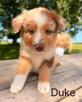 Duke , a male Australian Shepherd for sale in Mountain Lake, MN – 3 of 5