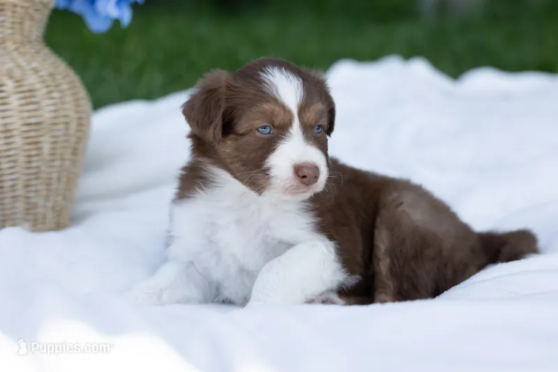 Ivory – Australian Shepherd puppy for sale in Mountain Lake, MN