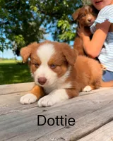 Dottie, a female Australian Shepherd for sale in Mountain Lake, MN – 4 of 5