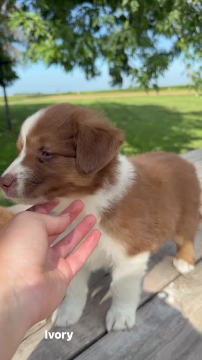Ivory, a female Australian Shepherd for sale in Mountain Lake, MN – 5 of 5