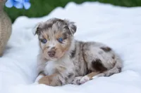Teddy, a male Australian Shepherd for sale in Mountain Lake, MN – 2 of 2
