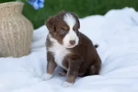 Maple , a female Australian Shepherd for sale in Mountain Lake, MN – 2 of 2