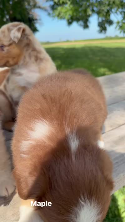 Maple , a female Australian Shepherd for sale in Mountain Lake, MN – 5 of 5