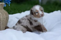 Ollie , a male Australian Shepherd for sale in Mountain Lake, MN – 2 of 2