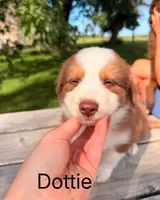 Dottie, a female Australian Shepherd for sale in Mountain Lake, MN – 3 of 5