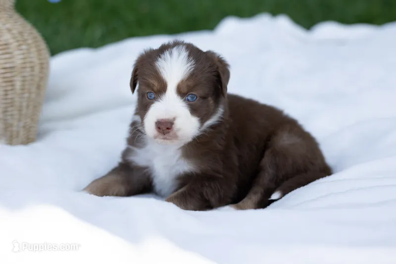 Maple  – Australian Shepherd puppy for sale in Mountain Lake, MN