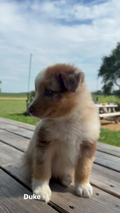 Duke , a male Australian Shepherd for sale in Mountain Lake, MN – 5 of 5