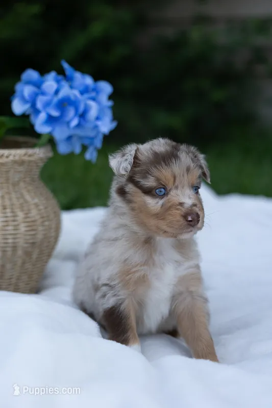 Teddy – Australian Shepherd puppy for sale in Mountain Lake, MN