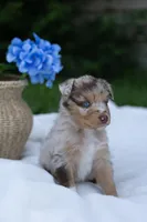 Teddy, a male Australian Shepherd for sale in Mountain Lake, MN – 1 of 2