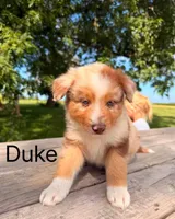 Duke , a male Australian Shepherd for sale in Mountain Lake, MN – 4 of 5