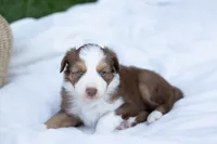 Dottie, a female Australian Shepherd for sale in Mountain Lake, MN – 1 of 2