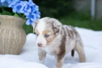 Tucker, a male Australian Shepherd for sale in Mountain Lake, MN – 2 of 2