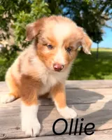 Ollie , a male Australian Shepherd for sale in Mountain Lake, MN – 4 of 5
