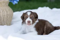 Ivory, a female Australian Shepherd for sale in Mountain Lake, MN – 2 of 2