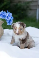 Duke , a male Australian Shepherd for sale in Mountain Lake, MN – 1 of 2