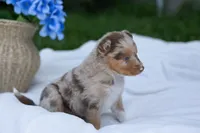 Millie, a female Australian Shepherd for sale in Mountain Lake, MN – 2 of 2