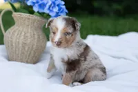 Duke , a male Australian Shepherd for sale in Mountain Lake, MN – 2 of 2