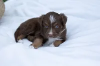 Coco, a female Australian Shepherd for sale in Mountain Lake, MN – 2 of 2