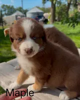Maple , a female Australian Shepherd for sale in Mountain Lake, MN – 4 of 5