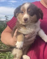Coco, a female Toy Australian Shepherd for sale in Wilton, WI – 2 of 4