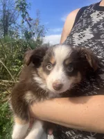 Chip, a male Toy Australian Shepherd for sale in Wilton, WI – 2 of 3