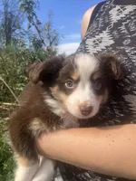 Chip, a male Toy Australian Shepherd for sale in Wilton, WI – 3 of 3