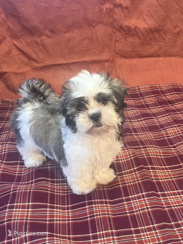 Ash – Maltese, Shih Tzu puppy for sale in Wilton, WI