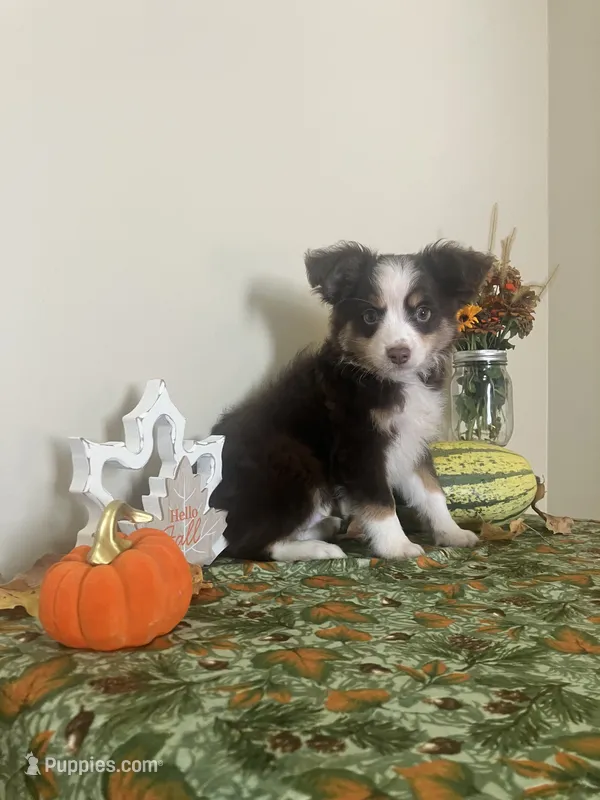 Chip – Toy Australian Shepherd puppy for sale in Wilton, WI