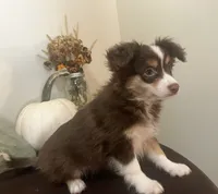 Autumn, a female Toy Australian Shepherd for sale in Wilton, WI – 3 of 3