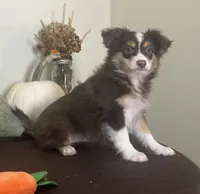 Autumn, a female Toy Australian Shepherd for sale in Wilton, WI – 2 of 3