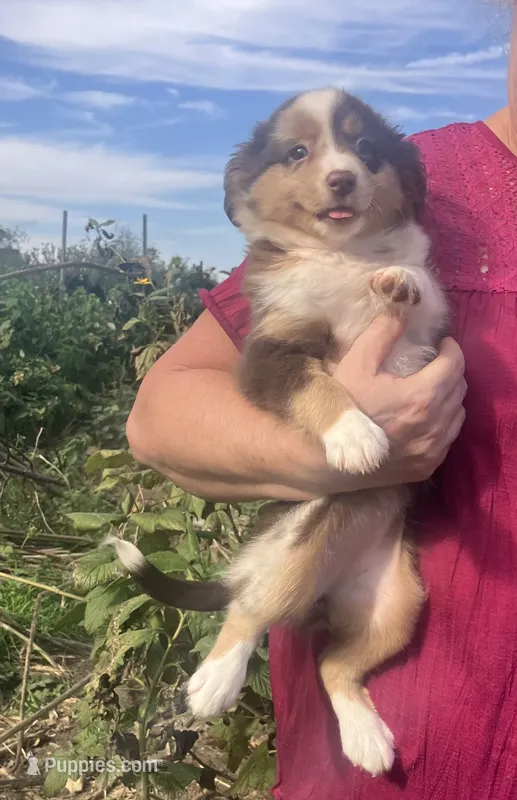 Coco – Toy Australian Shepherd puppy on hold in Wilton, WI