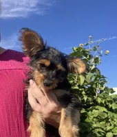 Latte, a female Maltese and Yorkshire Terrier for sale in Wilton, WI – 2 of 2