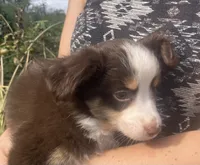 Chip, a male Toy Australian Shepherd for sale in Wilton, WI – 1 of 3