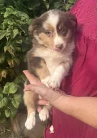 Coco, a female Toy Australian Shepherd for sale in Wilton, WI – 3 of 4