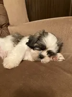 Ash, a male Maltese and Shih Tzu for sale in Wilton, WI – 5 of 6