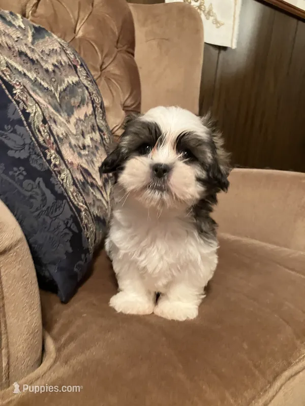 Ash – Maltese, Shih Tzu puppy for sale in Wilton, WI