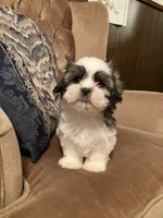 Ash, a male Maltese and Shih Tzu for sale in Wilton, WI – 1 of 6