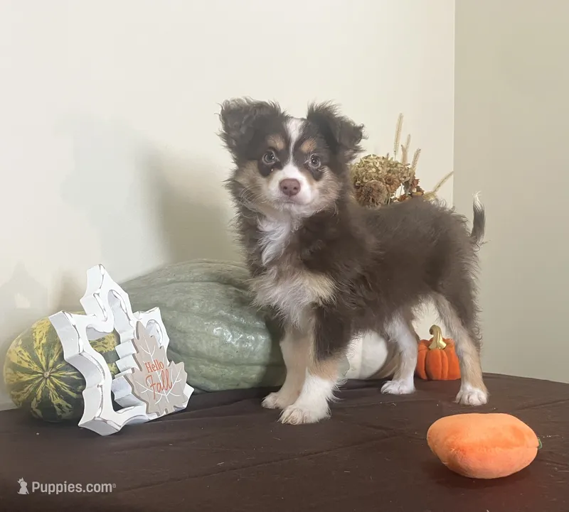 Autumn – Toy Australian Shepherd puppy for sale in Wilton, WI
