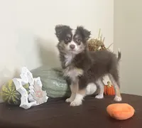 Autumn, a female Toy Australian Shepherd for sale in Wilton, WI – 1 of 3