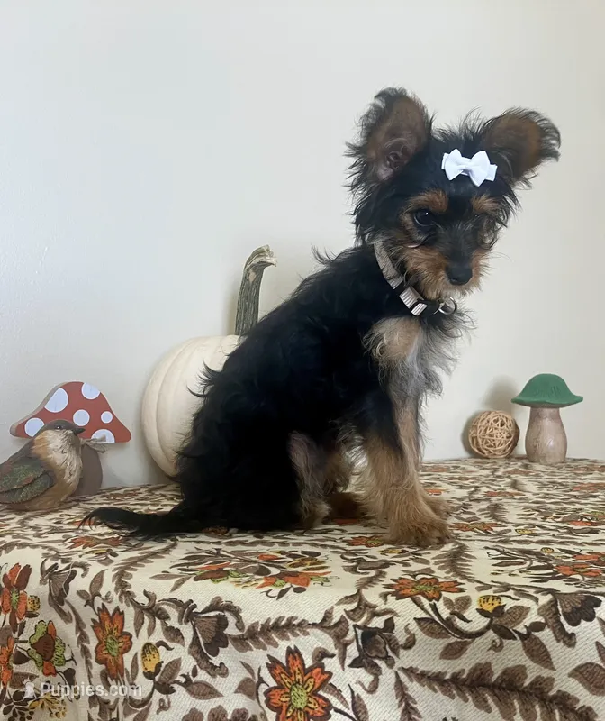 Latte – Maltese, Yorkshire Terrier puppy for sale in Wilton, WI