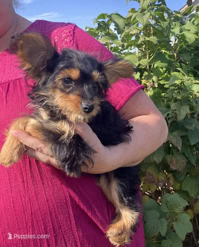 Latte – Maltese, Yorkshire Terrier puppy for sale in Wilton, WI