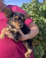 Latte, a female Maltese and Yorkshire Terrier for sale in Wilton, WI – 1 of 2