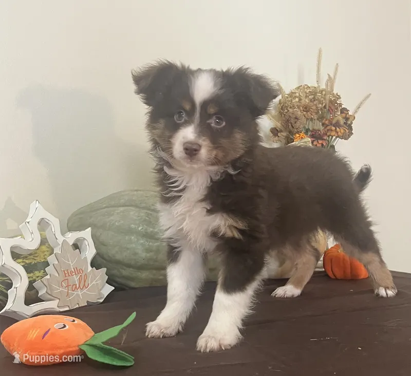 Brownie  – Toy Australian Shepherd puppy for sale in Wilton, WI